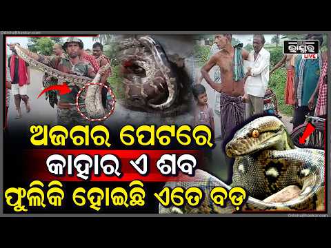 କୁକୁଡ଼ା ଖାଇବାକୁ ପଶିଥିଲା, ଧରାପଡ଼ିଲା ବିରାଟ ଅଜଗର | Giant Python Found Inside Chicken Coop