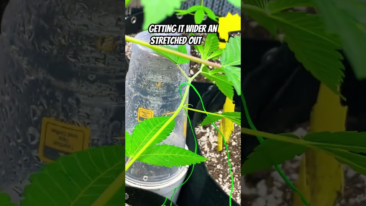 Low stress training this big girl 