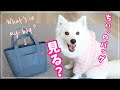 お散歩バッグの中身を紹介するよ。犬のお散歩用アイテムも