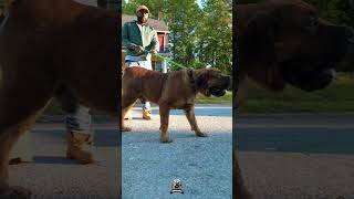 Exotic Boerboels Uncompromising Quality #boerboels #boerboelmastiff #boerboellife