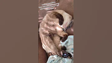 8 13 25 SOMEBODY Got Out Yesterday And Is Now Pouting On Lockdown New Cat Siamesecat 