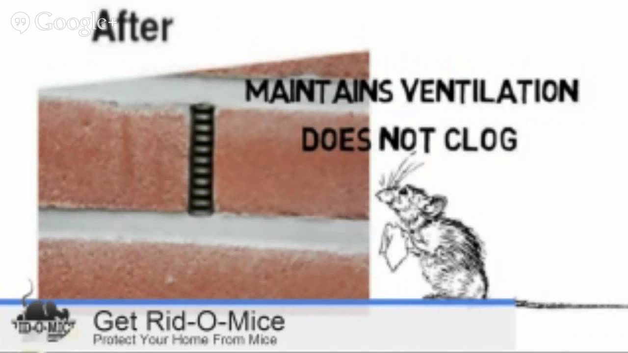 What can you do to permanently get rid of mice in your home?