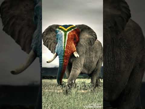 صور فيل الافريقي 