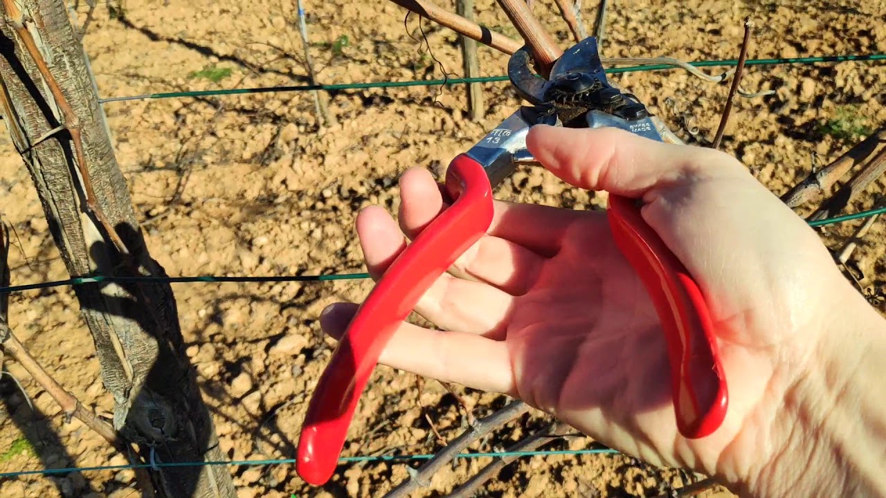 Poda Guyot cuarto año