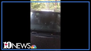 Black bear gets trapped in car and trashes it