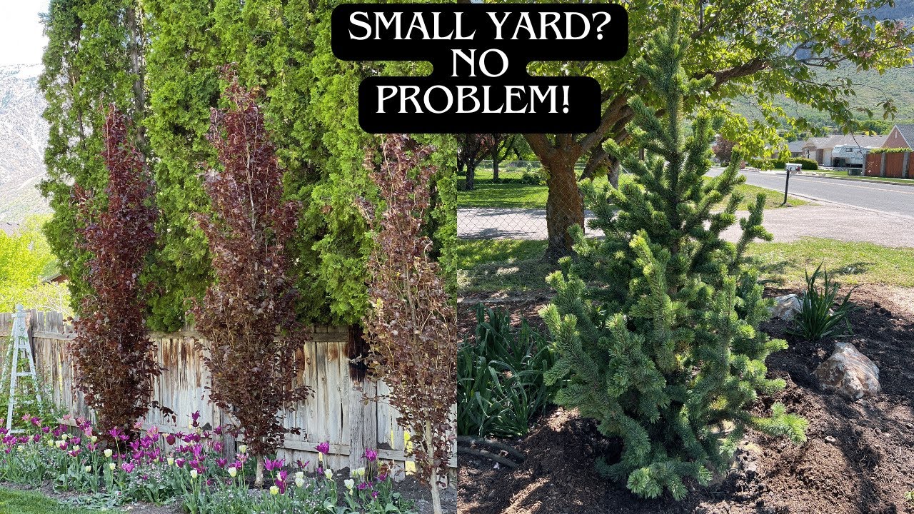 Tough Deer Resistant Compact Conifers and Trees For Small Spaces! Part