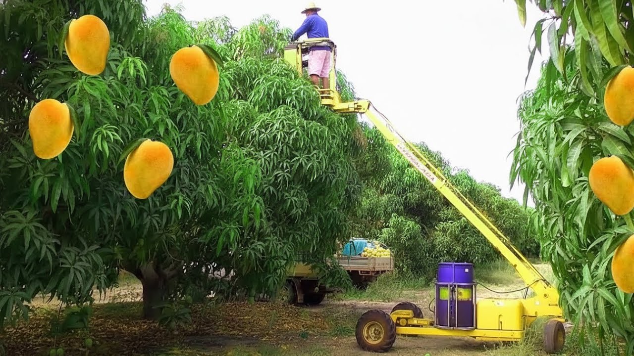 Mango Farm Automation - Mango Harvesting Machine - How to Pick Mangoes Easily