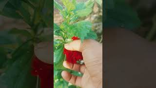 Mata Rani Ki Pasand Lal Gurhal Ke Phool