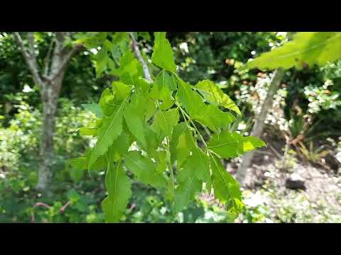 Video: Cuidado del árbol de sasafrás - Consejos para cultivar árboles de sasafrás