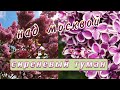 Сиреневый сад 🌸 Сорта сирени 🌸 Цветы сирени🌸