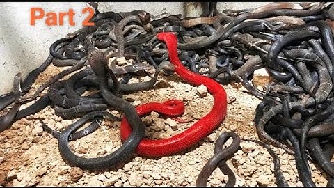 22 Rare Snakes in the World |Rare snakes | World’s rarest snakes | Techbye World