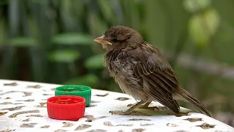 Como ajudar um passarinho que não consegue voar?
