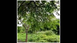 Download Lagu Angelina . Deddy Dores MP3 Download Lagu Angelina . Deddy Dores MP3