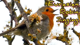 Robin Singing in Blossom Tree Close Up