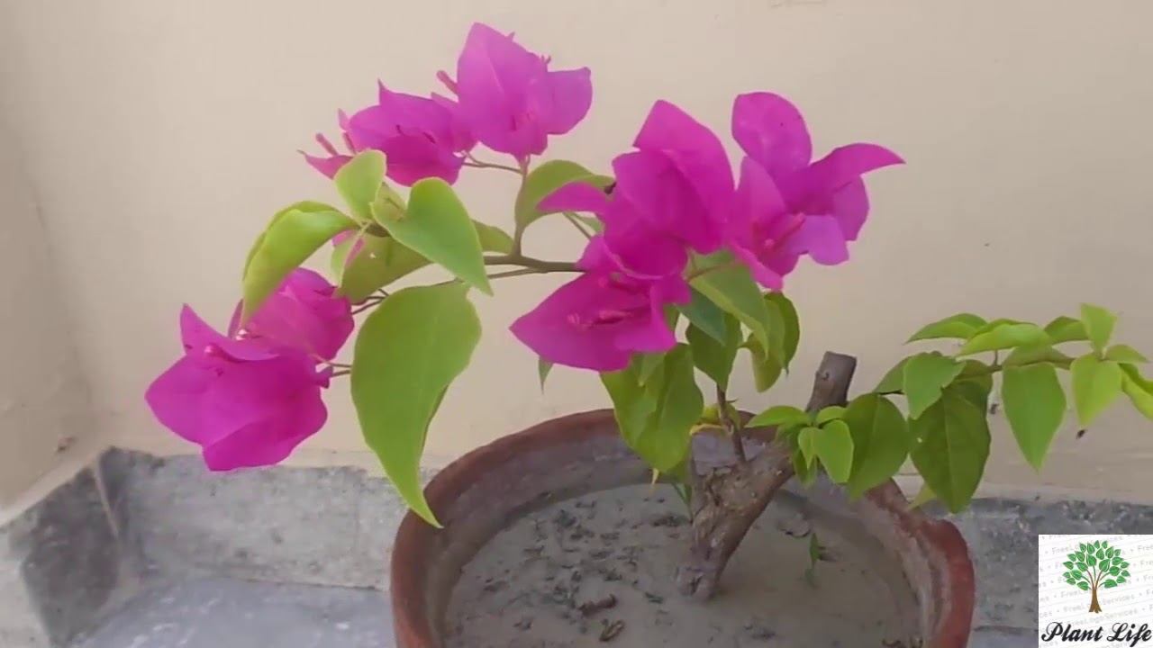 How To Grow Bougainvillea|Care Of Bougainvillea| Urdu/Hindi