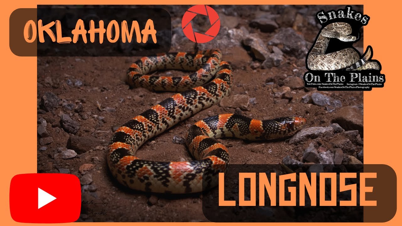 Longnose Snake! Rare Oklahoma Find! 