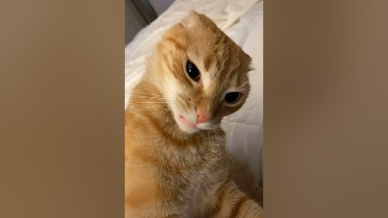 Angry orange cat 😂 - YouTube
