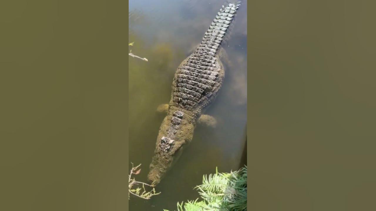 Lyle the Nile Crocodile‼️🐊 ️ #gatorland #crocodile #nilecrocodile - YouTube