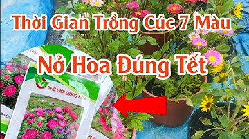 Thời gian trồng cúc 7 màu (cúc đà lạt) chi tiết từ A đến Z