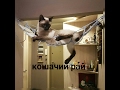 Подвесной мост для кошки. Полки для кошек. Тайская кошка в доме.