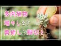 【多肉植物】秋なら簡単、増えます！コツはいりません😊