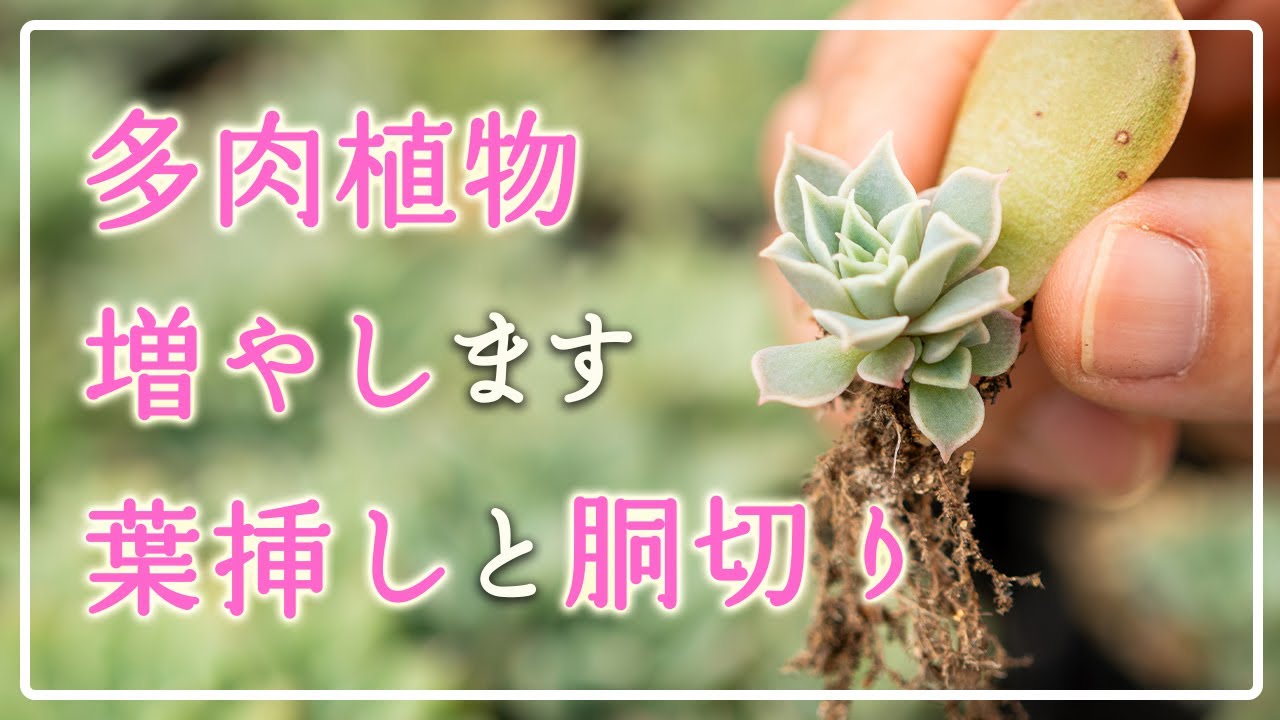 多肉植物】秋なら簡単、増えます！コツはいりません😊 - YouTube