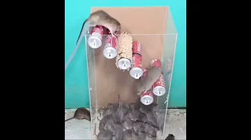 القضاء على الفار 