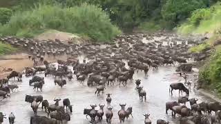 Great Migration River Crossing | Serengeti National Park | Tanzania