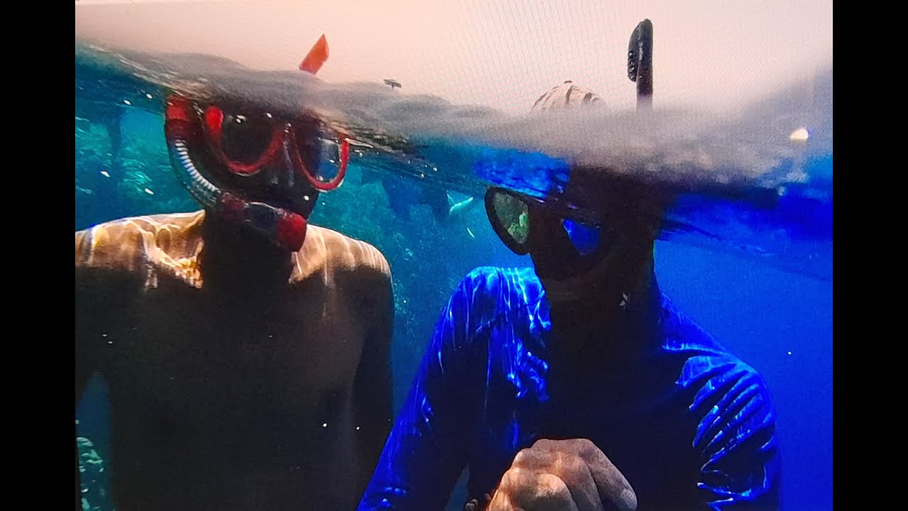 ЁжикиТанцорАктинии - SeaUrchins Spanish dancer(Hexabranchus sanguineus)Actiniaria