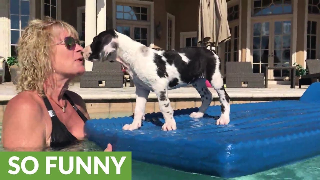 Great Dane puppy enjoys his first ride on pool floatie