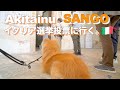 Akita dog "SANGO" goes to the general election in Italy! ?