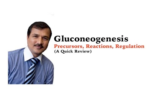 Video: Waarom is acetylcoa geen gluconeogene voorloper?
