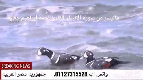 من روائع المصحف المرتل للقارئ احمد ابراهيم عطيه