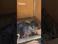 GAK TAHAN! Merpati Dikasih Pakan Langsung Totol #merpatipos #merpatikolong #merpati #pigeon