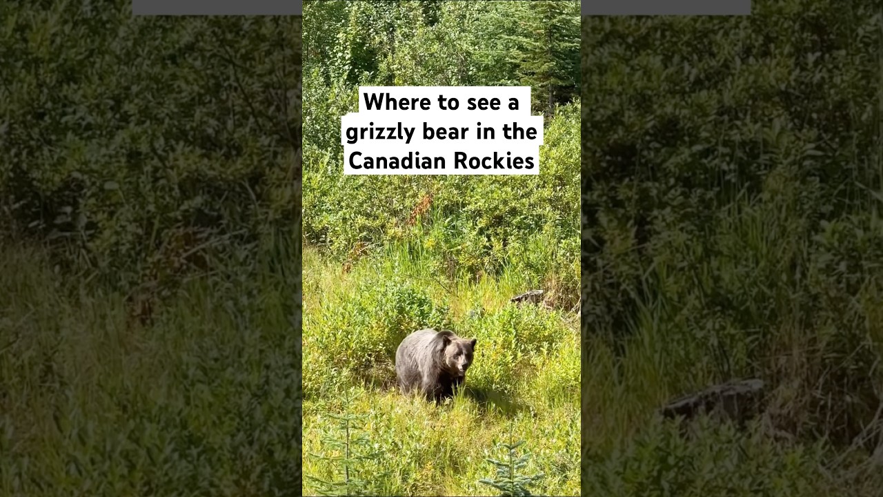 Where to see a grizzly bear on your Canadian trip to the Rockies (just  1.5h from Banff)