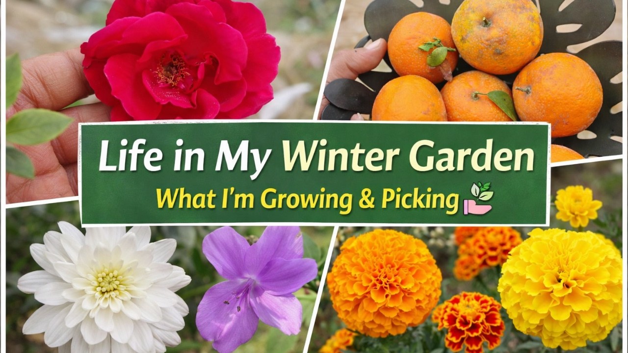 Silent & Cozy Winter Gardening Vlog | Growing & Harvesting Update#silentvlog #cozygarden #garden