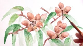 透明水彩でどんぐりを描く/watercolor/制作過程 - YouTube