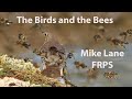 The birds and the bees. Honey bees and birds in slow motion at a drinking pool.