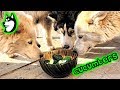 BUT Is It Husky Approved | Ep 3: &quot;Cucumbers&quot;