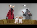 Dogs vs siren head vs light head prank funny dogs maymo  potpie see siren head in real life