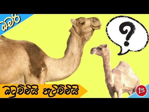 sinhala-funny-cartoon-story---baby-camel-and-mother