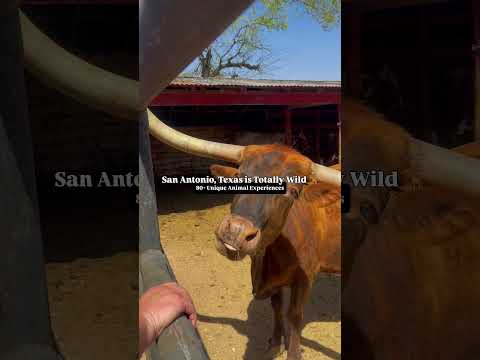 #sanantonio #exploresanantonio #travel #thingstodo #sanantoniohotels