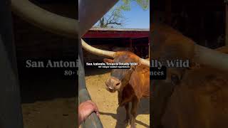 #sanantonio #exploresanantonio #travel #thingstodo #sanantoniohotels