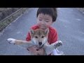 【しばわんこ日記】歩きたくないんです【柴犬タロウ】 Shibe doesn't want to walk!!