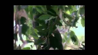 Bonobo making a treetop nest