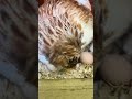 Don’t mess with a Broody Hen’s egg babies!! #chickens #hen #funnyanimals #shorts #funny #cute #farm
