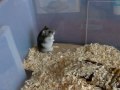 The Curious Hamster