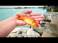 Freelining live goldfish below a clogged spillway dnr got involved