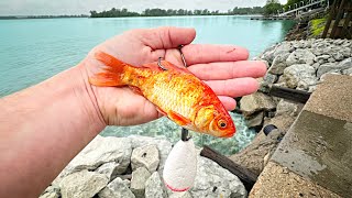 Free-Lining LIVE GOLDFISH Below A CLOGGED SPILLWAY!!! (DNR Got Involved)