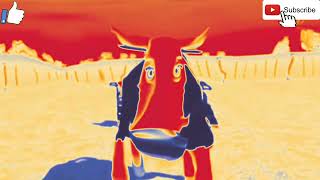 La Vaca Lola X Kua Lola Noruego Y Español Mezcla Variaciones Audiovisuales